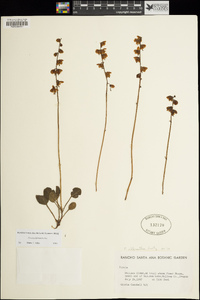 Pyrola chlorantha image