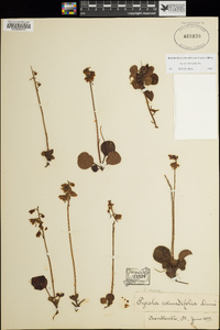 Pyrola chlorantha image