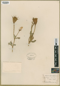 Aquilegia coerulea image