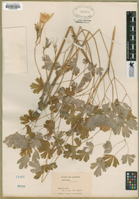 Aquilegia chrysantha image