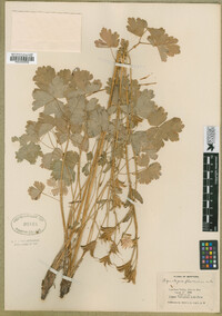 Aquilegia flavescens image