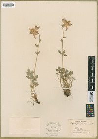 Aquilegia flavescens image