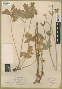 Aquilegia flavescens image