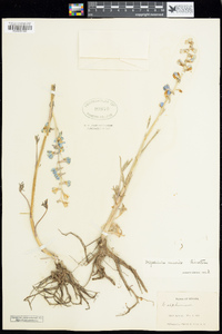 Delphinium parishii subsp. parishii image