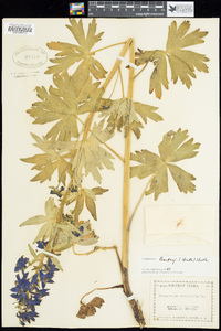 Delphinium barbeyi image