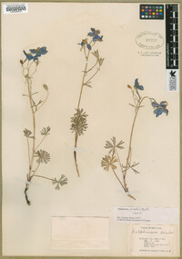 Delphinium bicolor image