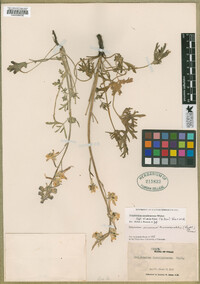 Delphinium carolinianum subsp. vimineum image