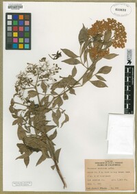 Sambucus nigra image