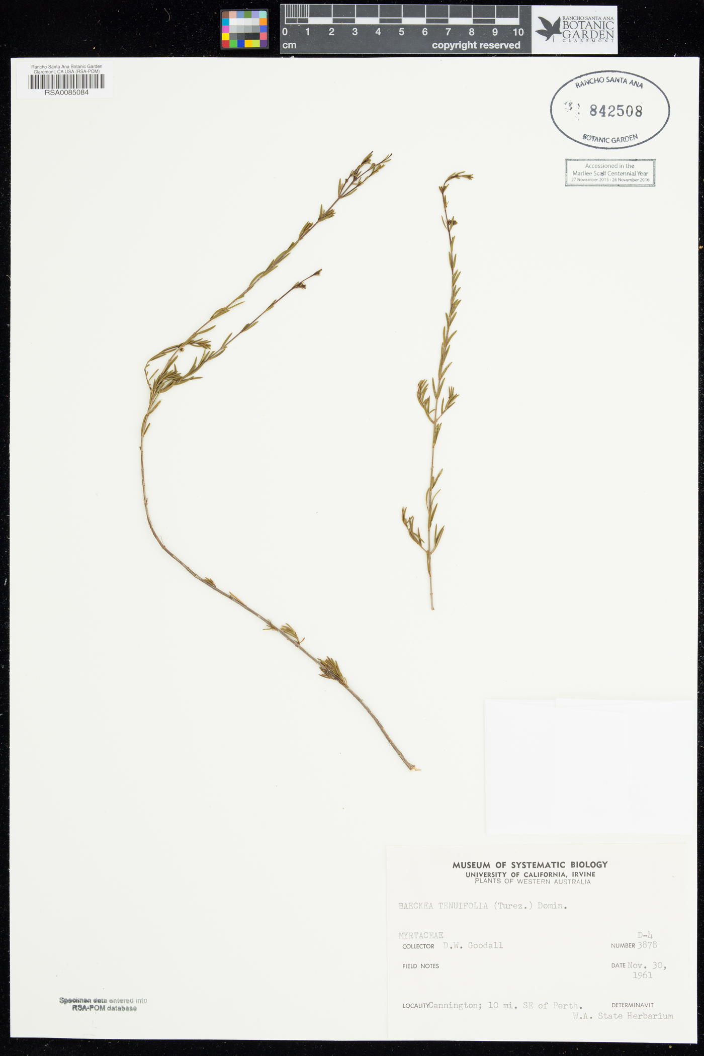 Baeckea tenuifolia image