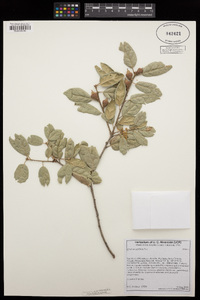 Quercus agrifolia image