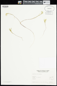 Image of Laxmannia ramosa