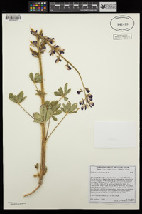 Lupinus hirsutissimus image