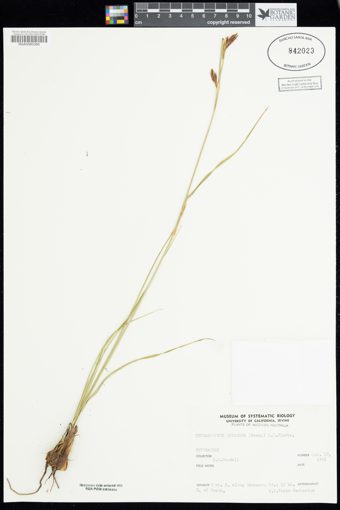 Tetraria octandra image