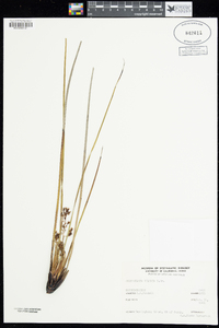 Phlebocarya ciliata image