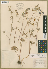 Delphinium nuttallianum image