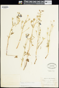 Delphinium nuttallianum image