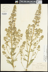 Delphinium occidentale image