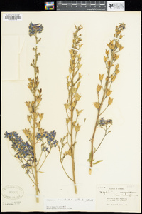 Delphinium scopulorum var. subalpinum image