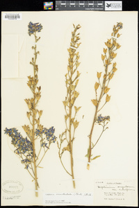 Delphinium barbeyi image