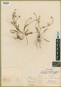 Ranunculus alismifolius var. hartwegii image