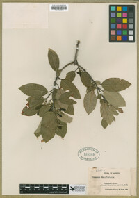 Frangula californica image