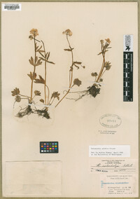 Image of Ranunculus eximius