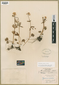 Ranunculus eschscholtzii image