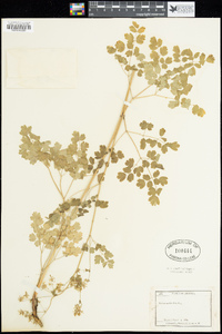 Thalictrum fendleri image