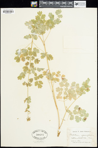 Thalictrum sparsiflorum image