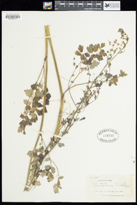 Thalictrum fendleri image