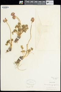 Ranunculus andersonii image