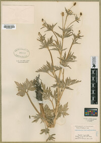 Ranunculus pensylvanicus image