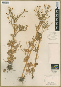 Ranunculus sceleratus var. multifidus image