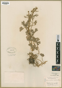 Ranunculus sceleratus image