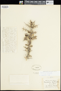 Condalia warnockii var. warnockii image