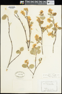 Amelanchier alnifolia var. alnifolia image