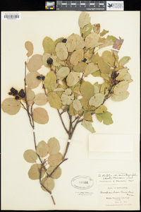 Amelanchier alnifolia image