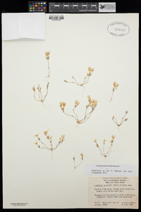 Linanthus orcuttii image