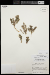Linanthus veatchii image