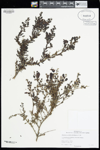 Keckiella antirrhinoides var. antirrhinoides image