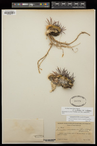 Ferocactus viridescens image
