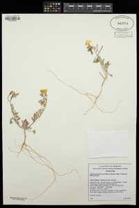 Camissonia kernensis subsp. kernensis image