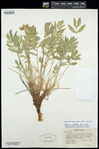 Lomatium latilobum image