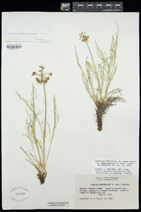 Lomatium nuttallii image