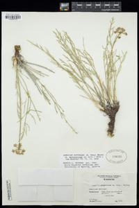 Lomatium nuttallii image