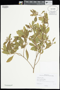 Dodonaea viscosa image