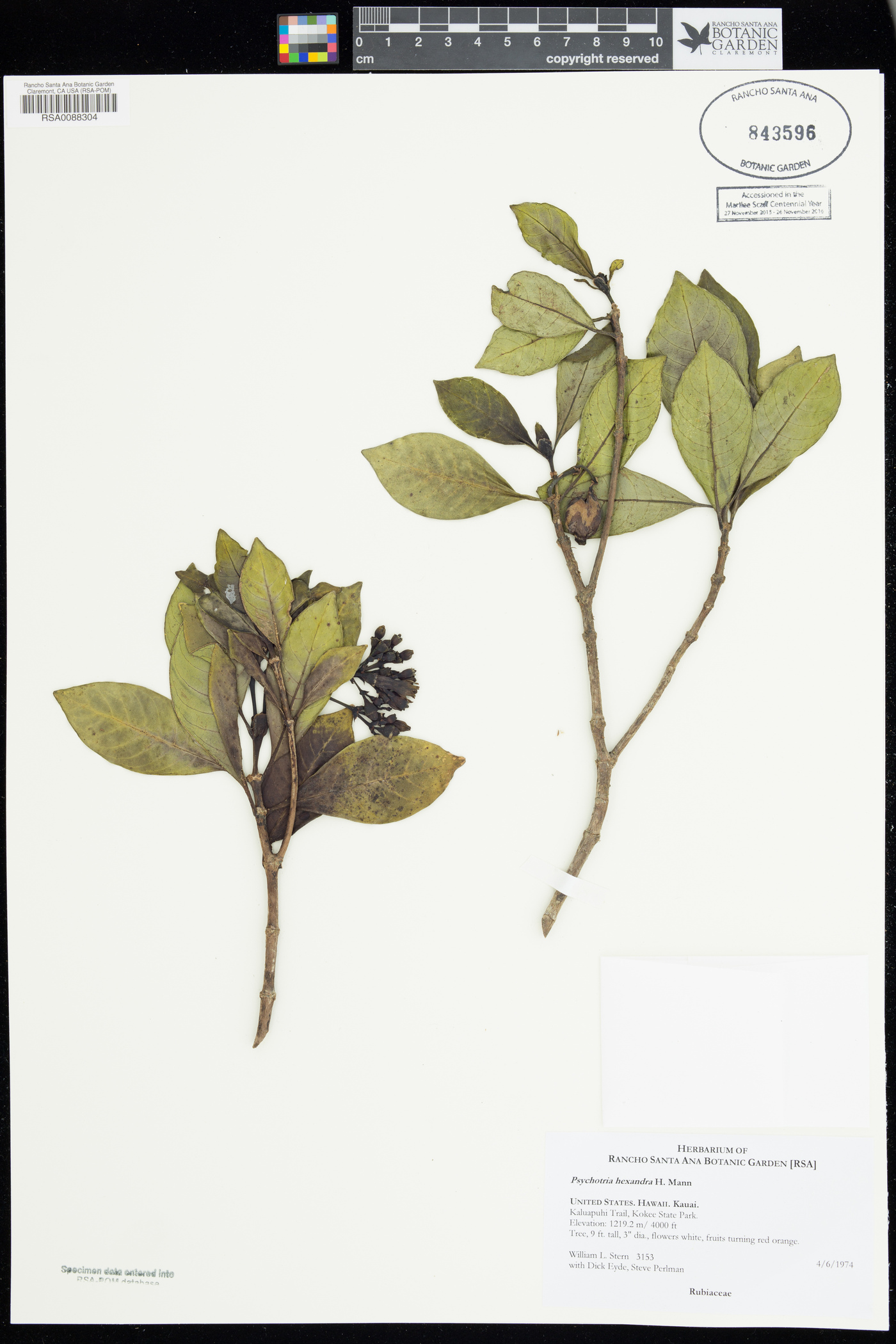 Psychotria hexandra image