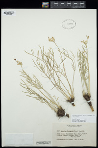 Lomatium graveolens var. graveolens image