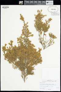 Diosma aspalathoides image