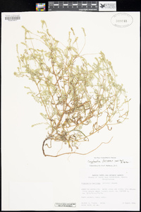 Cryptantha decipiens image